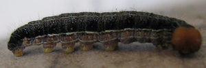 Hasora chromus chromus - Final Larvae